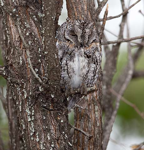 Scops Owl